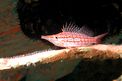 Pesce falco muso lungo (Oxycirrhites typus)