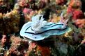 Chromodoris willani (Chromodoris willani)
