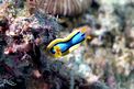 Chromodoris di anna (Chromodoris annae)