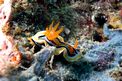 Chromodoris di anna (Chromodoris annae)