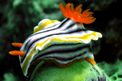 Chromodoris magnifica (Chromodoris magnifica)