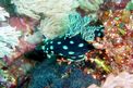 Nembrotha (Nembrotha cristata)