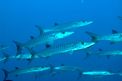 Barracuda pinna nera (Sphyraena qenie)