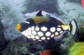 Pesce balestra clown (Balistoides conspicillum)