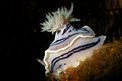 Chromodoris willani (Chromodoris willani)