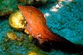 Pesce foglia (Ablabys macracanthus)