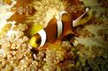 Pesce pagliaccio a tre bande (Amphiprion percula)