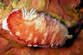 Nudibranchio (Chromodoris reticulata)