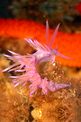 Flabellina rosa (Flabellina affinis)