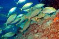 Salpa (Sarpa salpa)