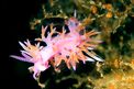 Flabellina rosa (Flabellina affinis)