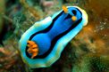 Chromodoris di anna (Chromodoris annae)