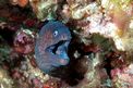 Murena (Muraena helena)