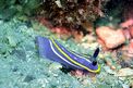 Doride tricolore (Hypselodoris tricolor)