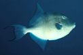 Pesce balestra mediterraneo (Balistes capriscus)
