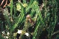 Caulerpa (Caulerpa taxifolia)