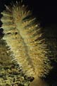 Pennatula grigia (Pteroeides griseum)