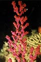 Gorgonia rossa falsa (Parerythropodium coralloides)