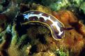 Doride di Fontandrau (Hypselodoris fontandraui)