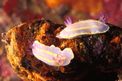 Cromodoride di Brito (Chromodoris britoi)