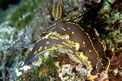 Doride dipinto (Hypselodoris picta)