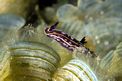 Doride di Fontandrau (Hypselodoris fontandraui)