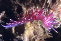 Flabellina pedata (Flabellina pedata)