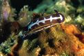 Doride di Fontandrau (Hypselodoris fontandraui)