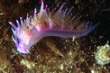 Flabellina rosa (Flabellina affinis)