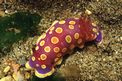 Cromodoride a pois gialli (Chromodoris luteorosea)