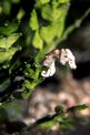 Cavalluccio marino (Hippocampus n.d.)