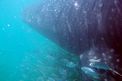 Squalo balena (Rhincodon typus)