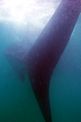 Squalo balena (Rhincodon typus)