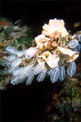 Ascidia  cristallo (Clavelina lepadiformis)