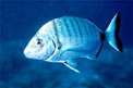 Sarago maggiore (Diplodus sargus sargus)