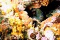 Cernia bruna (Epinephelus marginatus)