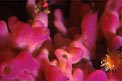 Spugna  viola (Oscarella lobularis)