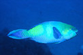 Pesce pappagallo rugginoso (Scarus ferrugineus)