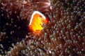 Pesce pagliaccio arancione (Amphiprion sandaracinos)