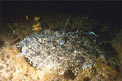 Rana pescatrice (Lophius piscatorius)