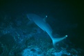 Squalo pinna bianca (Triaenodon obesus)
