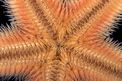 Stella pettine (Astropecten sp.)