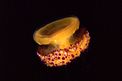 Medusa cassiopea (Cotylorhiza tubercolata)
