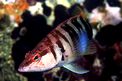Sciarrano (Serranus scriba)