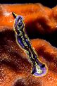 Doride di Fontandrau (Hypselodoris fontandraui)