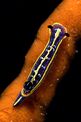 Doride di Fontandrau (Hypselodoris fontandraui)