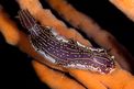 Doride dipinto (Hypselodoris picta)