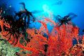 Crinoide (n.d. n.d.)