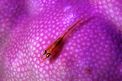 Gobide (Pleurosicya micheli)
