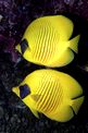 Pesce farfalla semimascherato (Chaetodon semilarvatus)